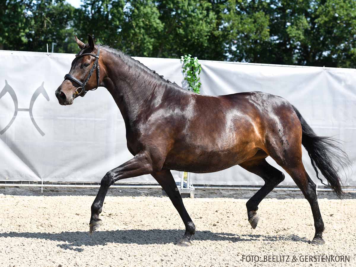 Hanoverian Premium Mare Desdemona