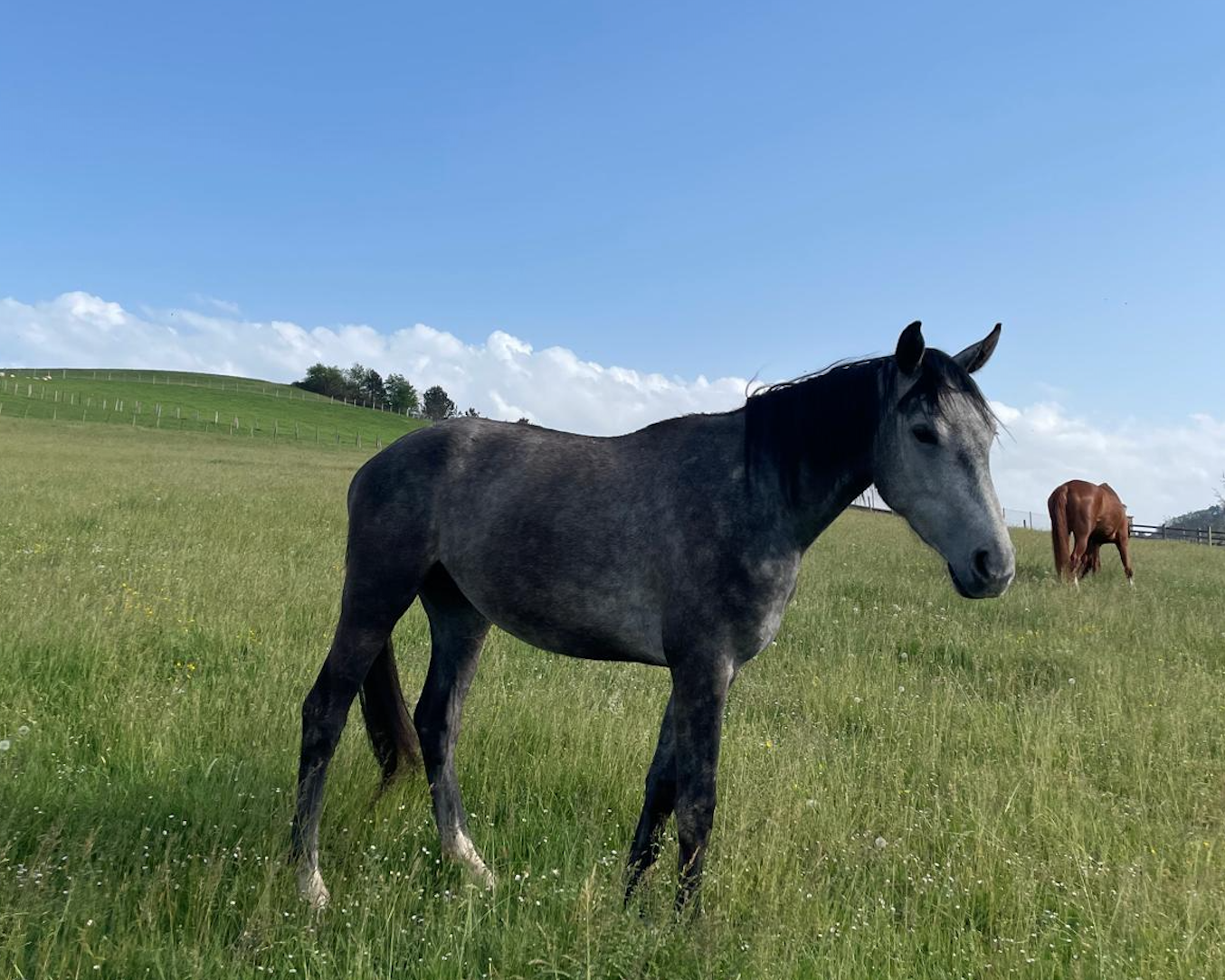 Hanoverian Premium Mare Desdemona