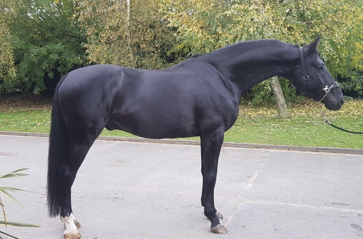 Hanoverian Premium Mare Desdemona