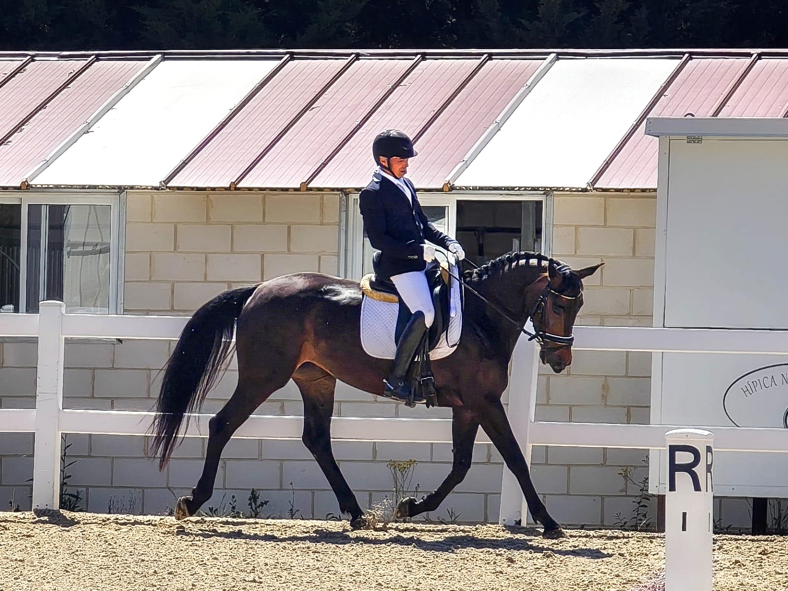 Hanoverian Premium Mare Desdemona