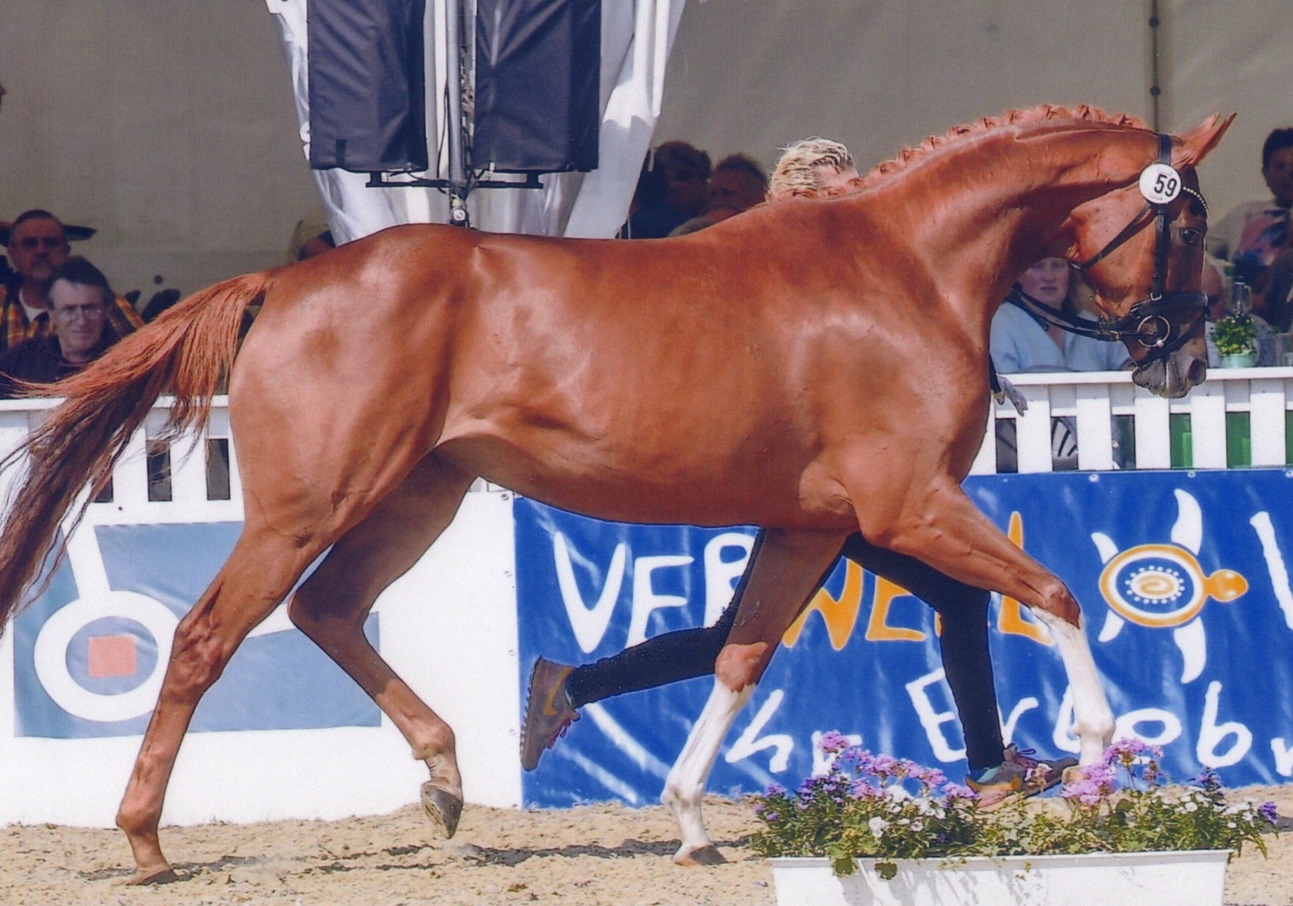 Hanoverian Premium Mare Desdemona