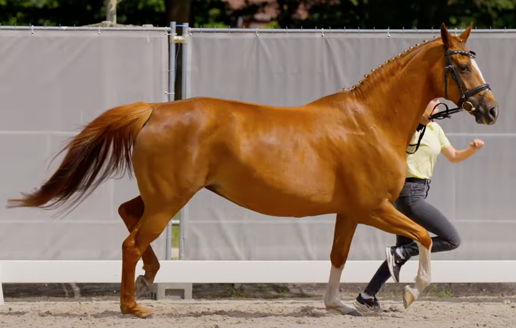 Hanoverian Premium Mare Desdemona