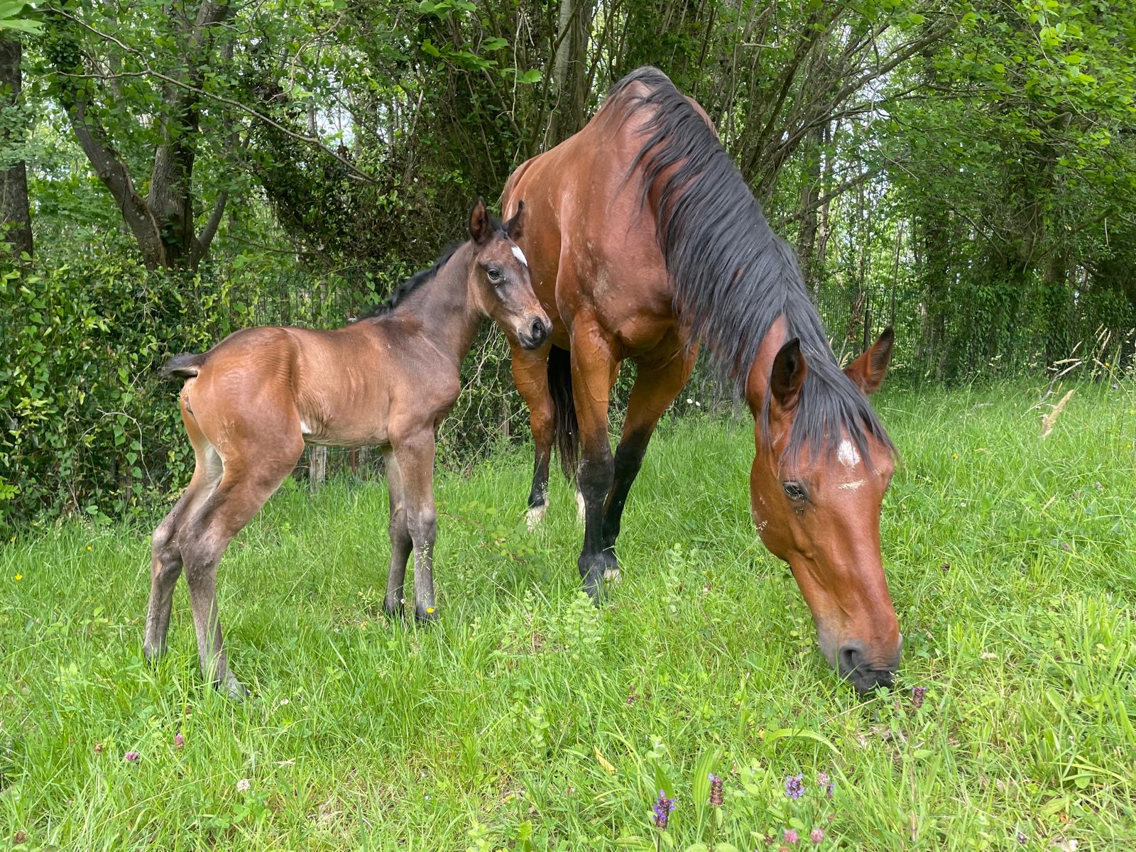 Hanoverian Premium Mare Desdemona