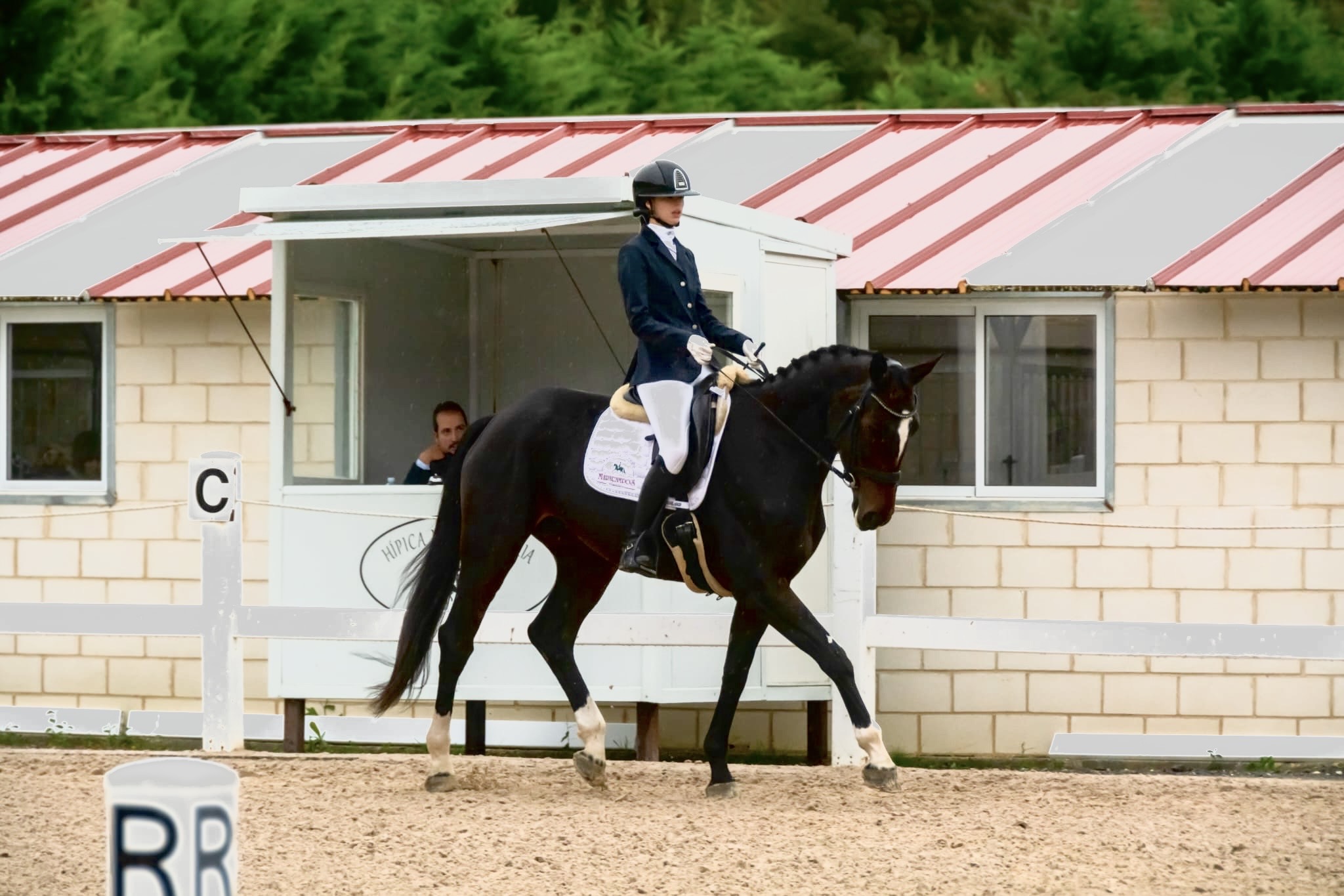 Hanoverian Premium Mare Desdemona