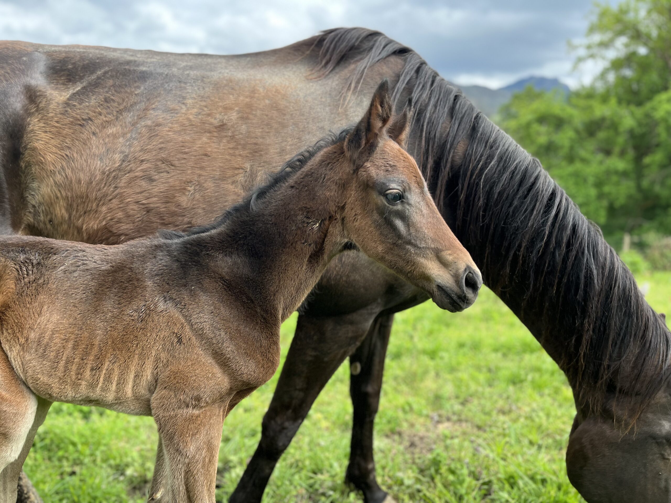 Hanoverian Premium Mare Desdemona