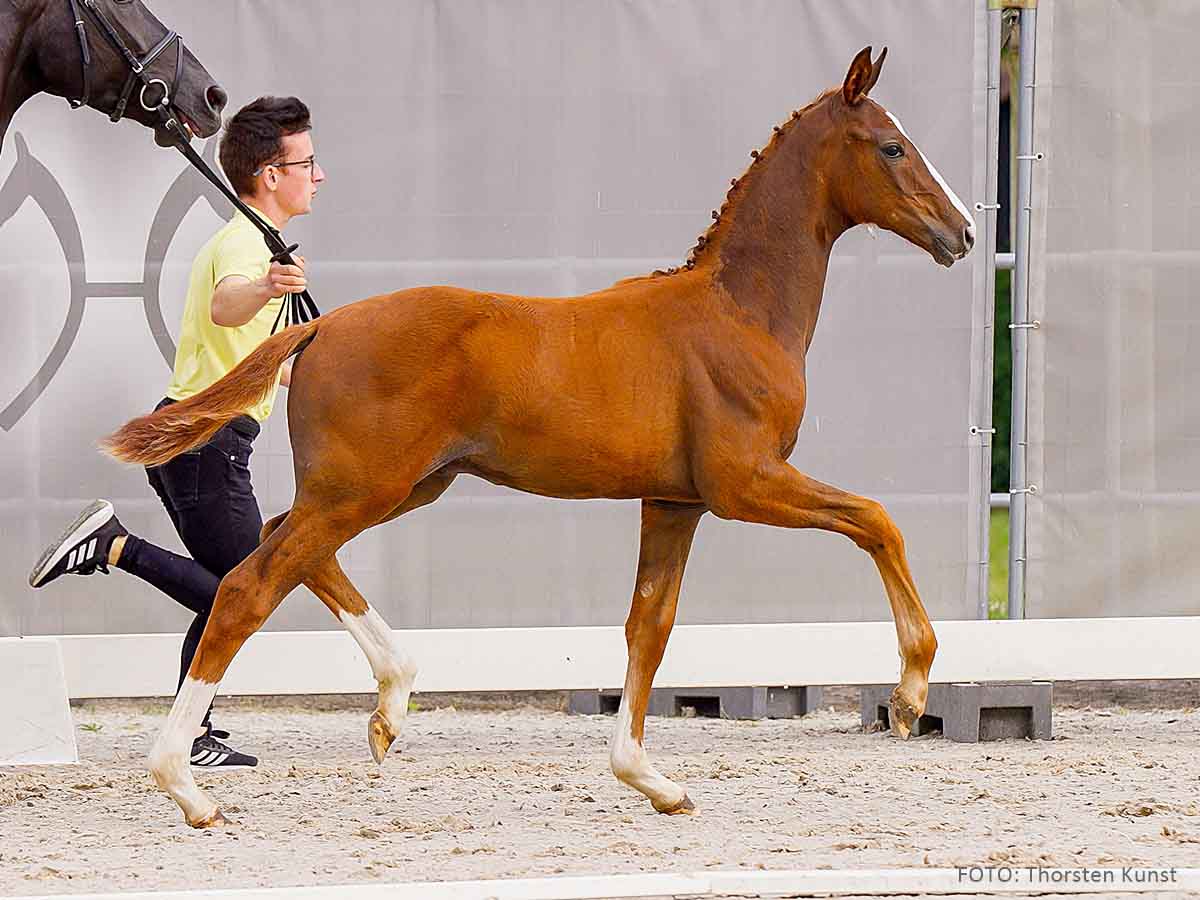 Hanoverian Premium Mare Desdemona