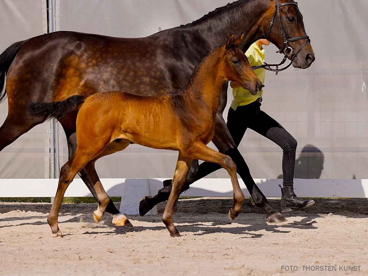 Hanoverian Premium Mare Desdemona