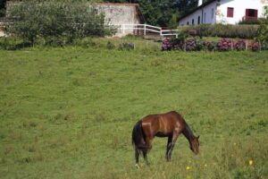 Hanoverian Premium Mare Desdemona