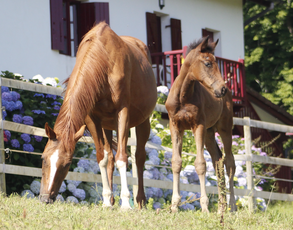 Hanoverian Premium Mare Desdemona