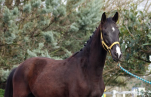 Hanoverian Premium Mare Desdemona