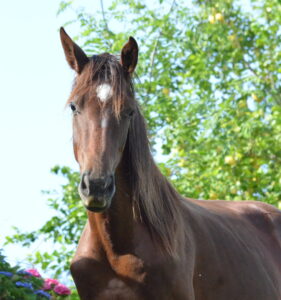 Hanoverian Premium Mare Desdemona
